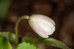 Wood anemone